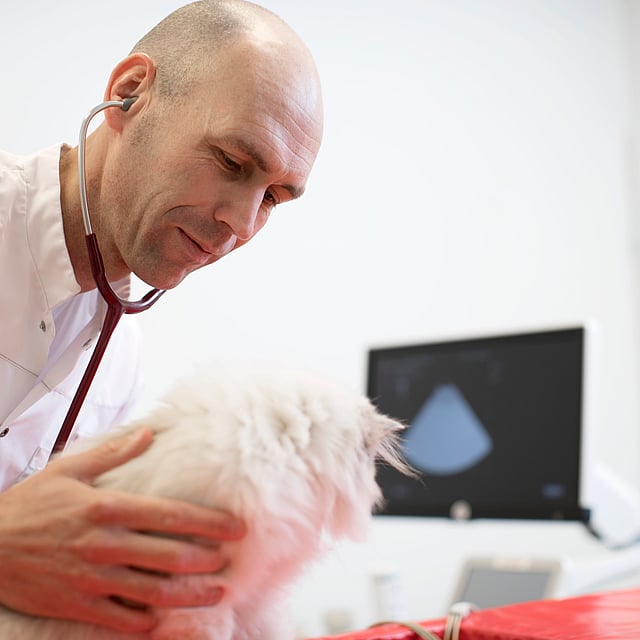 Eine Person mit einem Stethoskop an einer weißen Katze.