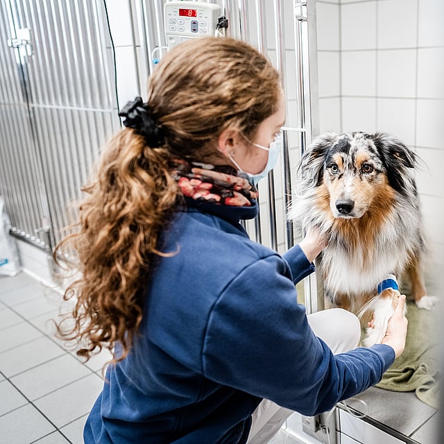 Eine Person mit Maske und blauem Hemd mit einem Hund in einem Käfig.