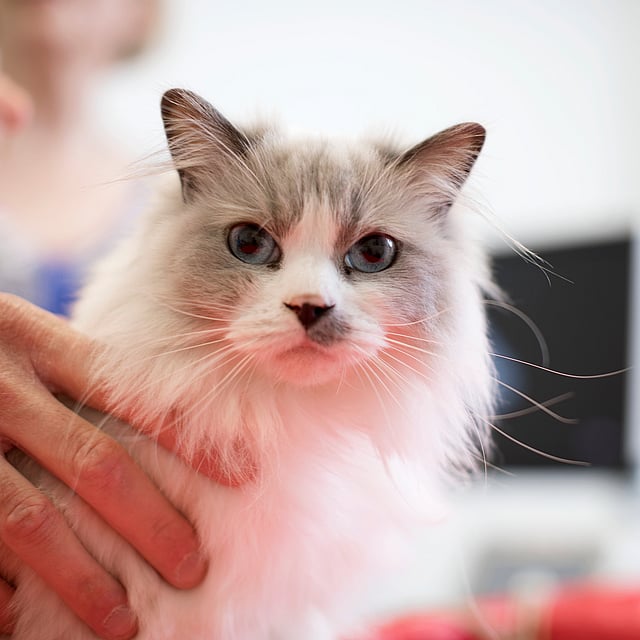 Eine Person, die eine Katze hält.