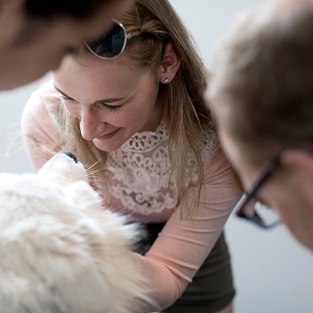 Eine Person, die einen Hund streichelt.