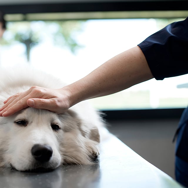 Eine Hand, die den Kopf eines Hundes berührt.