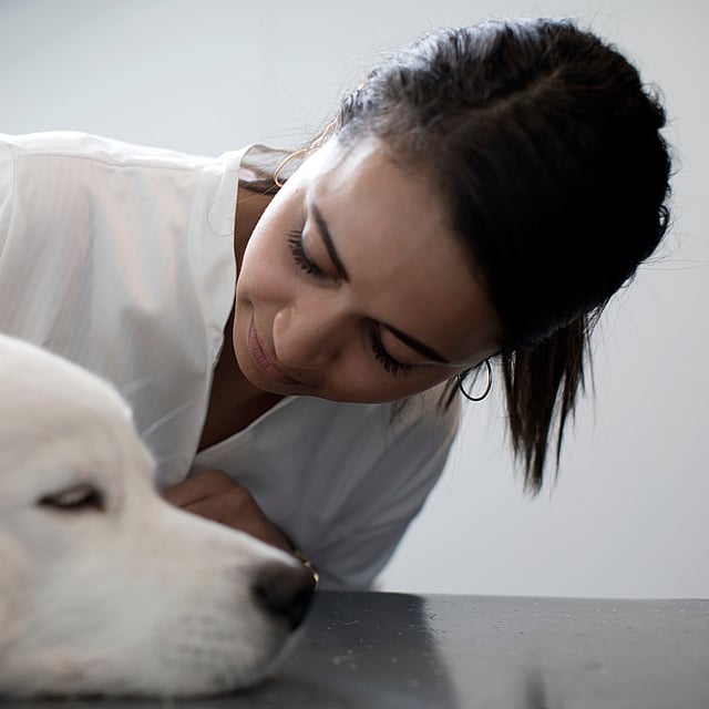 Eine Person, die einen Hund streichelt.