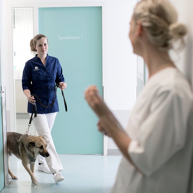 Eine Person, die mit einem Hund in einem Flur spazieren geht.