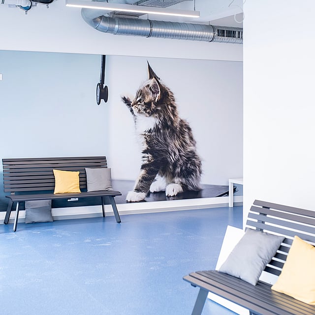 Ein Zimmer mit einer Katze an der Wand.