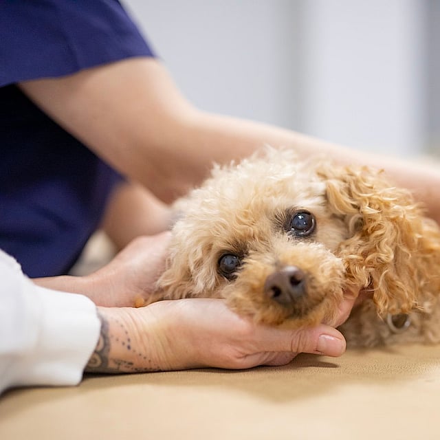 A person holding a dog.