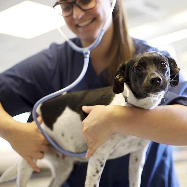 A person holding a dog.