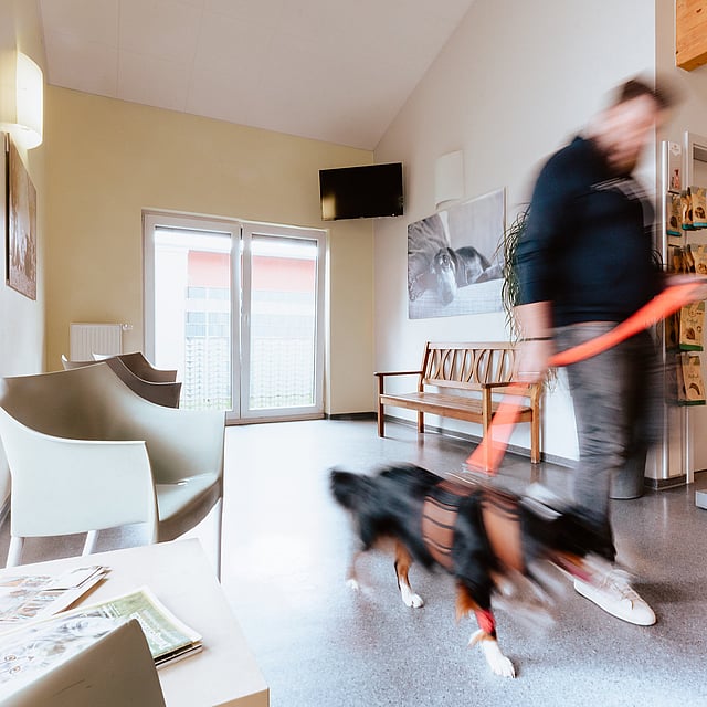 Eine Person, die mit einem Hund in einem Raum spazieren geht.