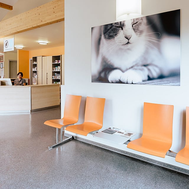 Eine Katze, die in einem Wartezimmer sitzt.