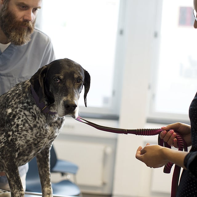 Eine Person in Kitteln, die einen Hund an der Leine hält.