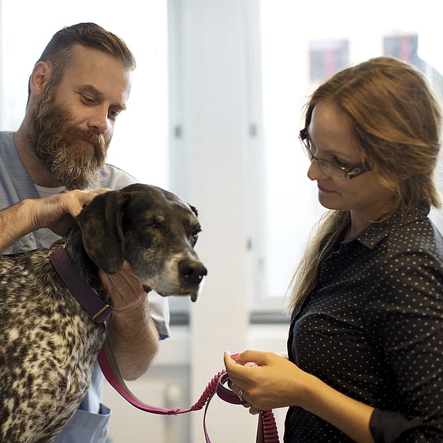 A person and person petting a dog.