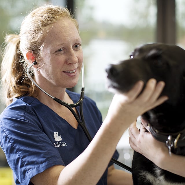 Eine Person, die ein Stethoskop trägt und einen Hund untersucht.