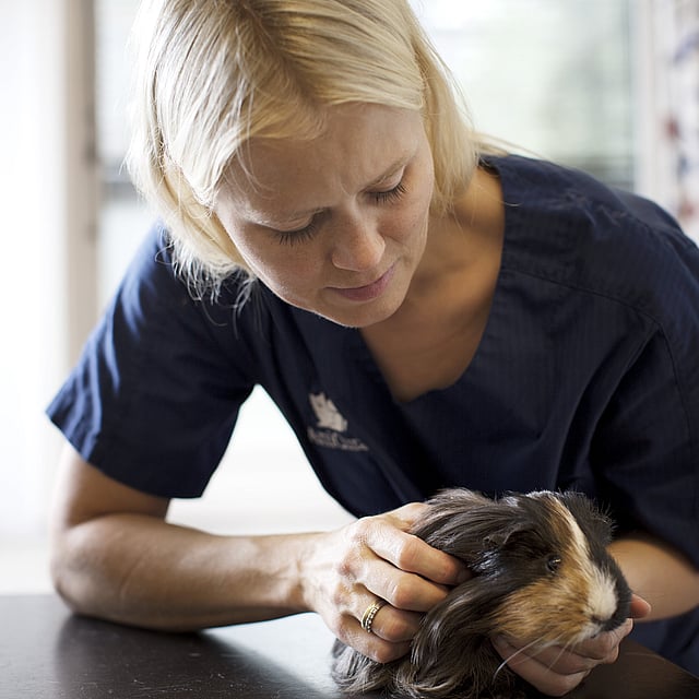 Eine Person, die ein Meerschweinchen hält.