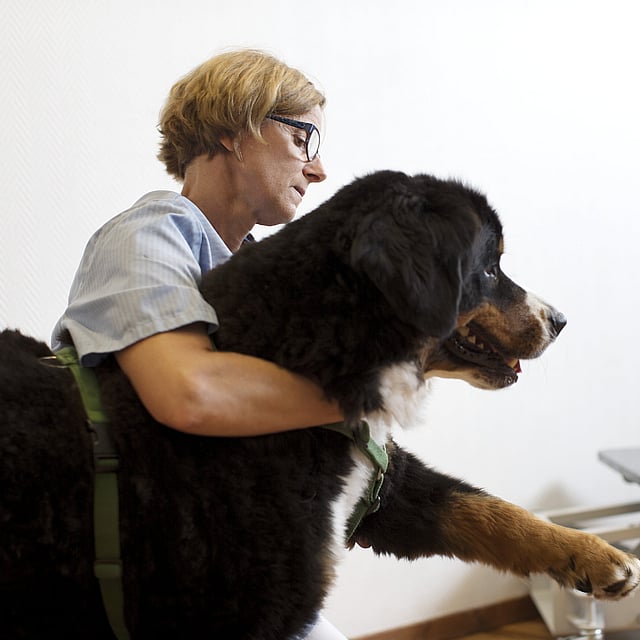 Eine Person, die einen großen Hund hält.