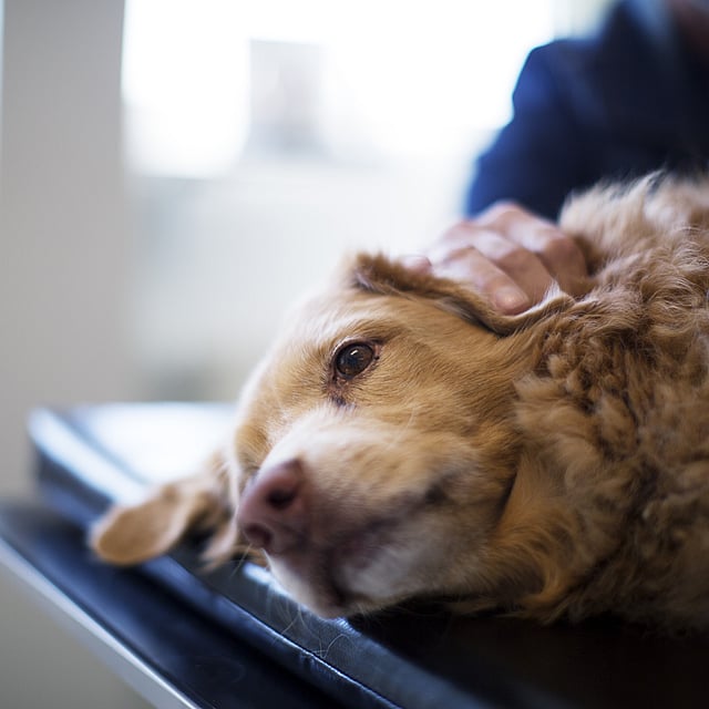 Ein Hund, der auf einem Tisch liegt.