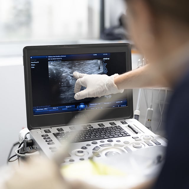 Ein Arzt, der sich einen Ultraschall anschaut.