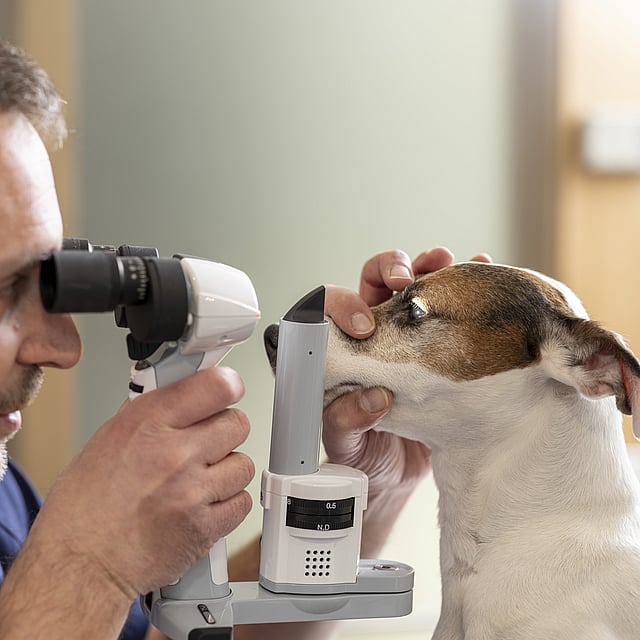 Tierarzt untersucht Auge eines Hundes