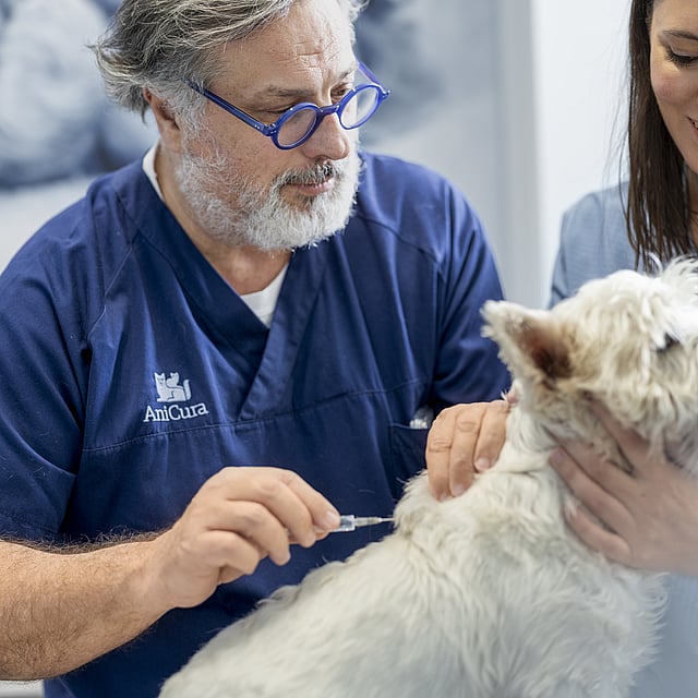 Eine Person und eine Person in blauen Kitteln, die einem Hund eine Impfung geben.