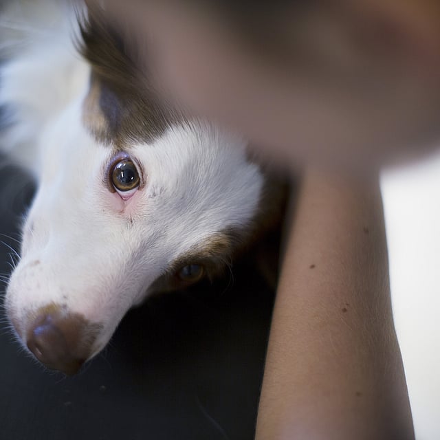 Ein Hund, der auf einer schwarzen Fläche liegt.