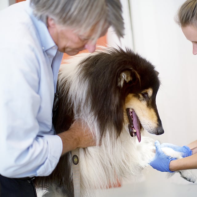 A person and person petting a dog.