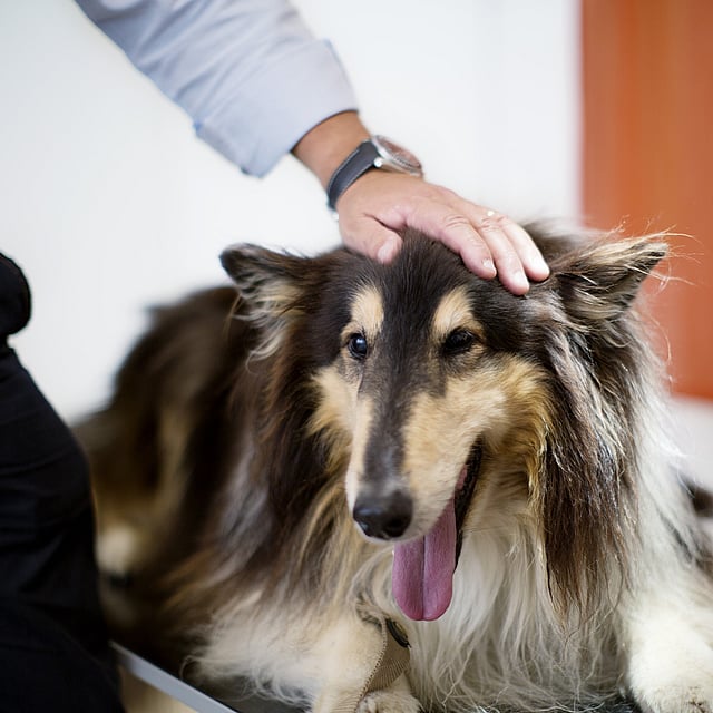 Eine Person, die einen Hund berührt.