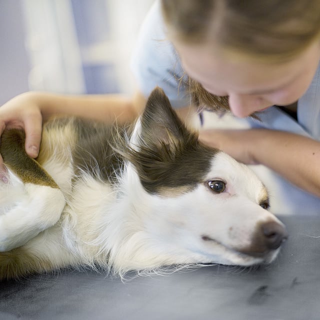Eine Person, die einen Hund streichelt.