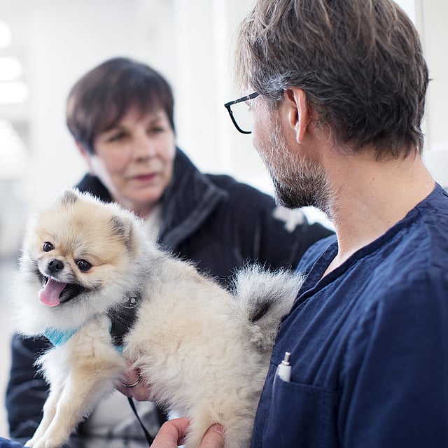 Eine Person, die einen kleinen Hund hält.