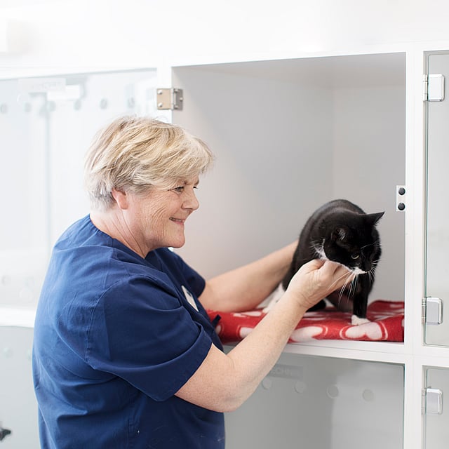 Eine Person, die eine Katze in einem Schrank hält.