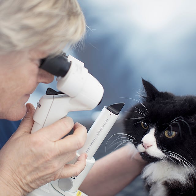 Eine Person, die ein Mikroskop benutzt, um die Augen einer Katze zu überprüfen.