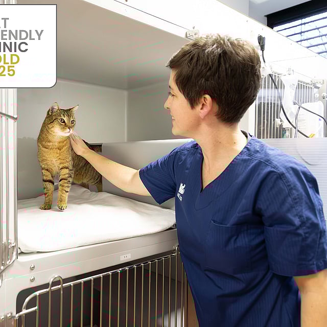 Eine Person, die eine Katze in einem Käfig streichelt.
