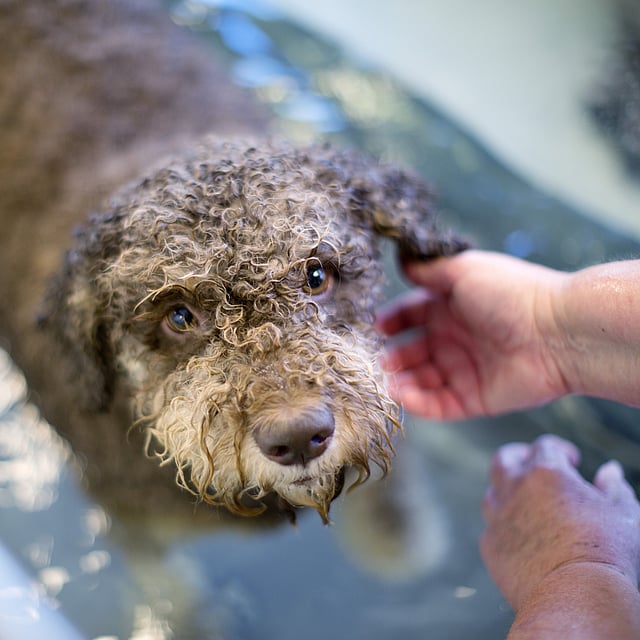 Ein Hund, der von einer Person gewaschen wird.