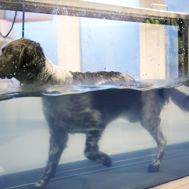 Ein Hund in einem Aquarium.
