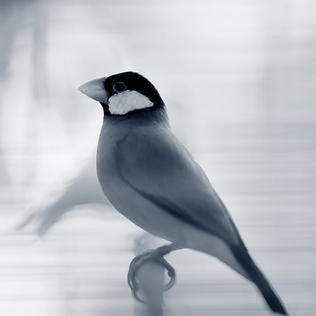 Ein Vogel, der auf einer Glasfläche sitzt.