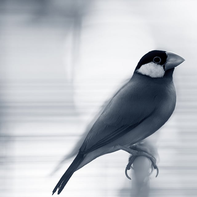 Ein Vogel, der auf einer Sitzstange sitzt.