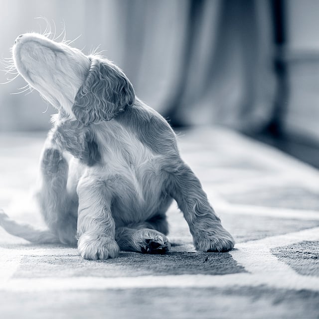 Ein Hund, der auf einem Teppich sitzt.