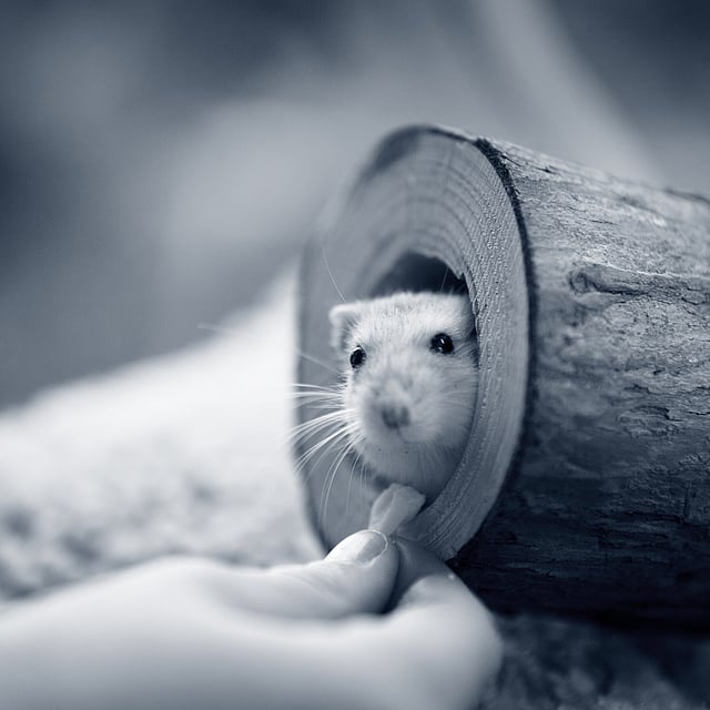 Eine Maus in einem Protokoll.