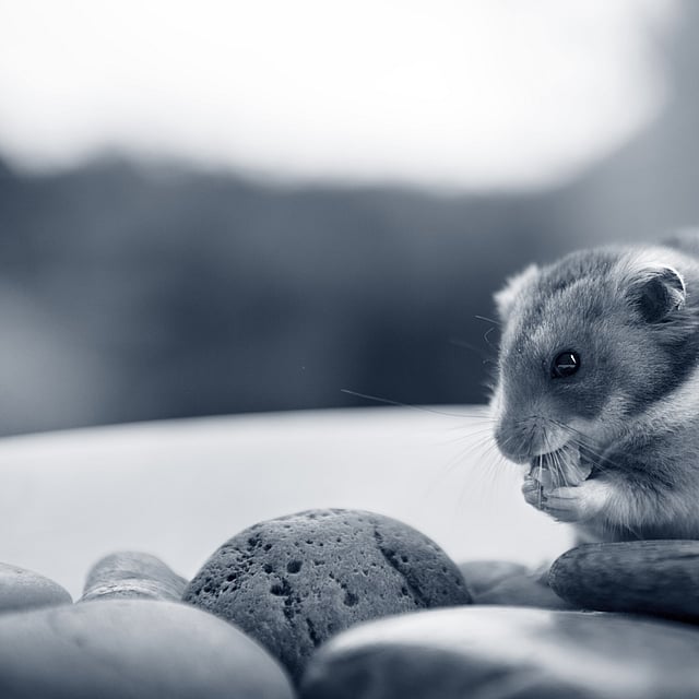 Ein Nagetier, das eine Nuss isst.