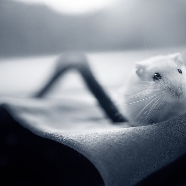Eine weiße Maus auf einer Decke.