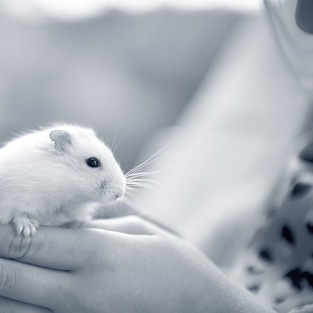 Eine Hand, die ein kleines Nagetier hält.