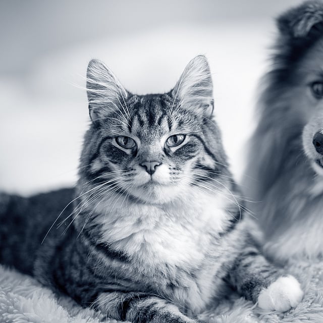 Eine Katze und ein Hund, die auf einer Decke liegen.