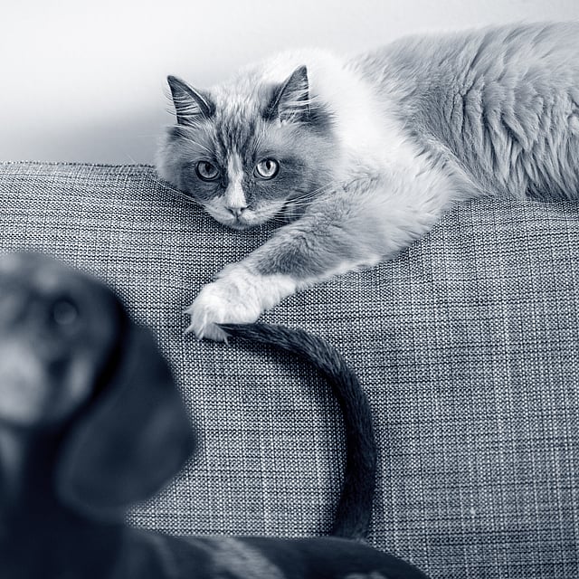 Eine Katze, die auf einer Couch liegt.