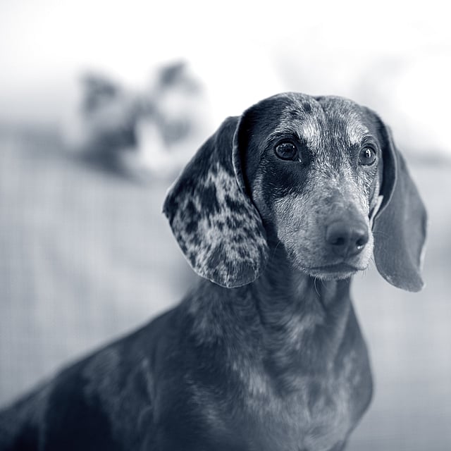 Ein Hund mit fleckigem Aussehen.