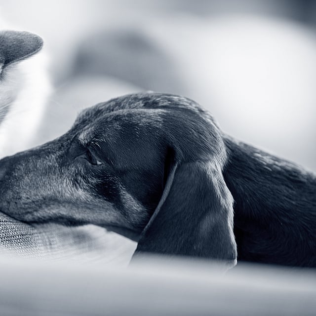 Eine Katze und ein Hund, die auf einer Couch liegen.
