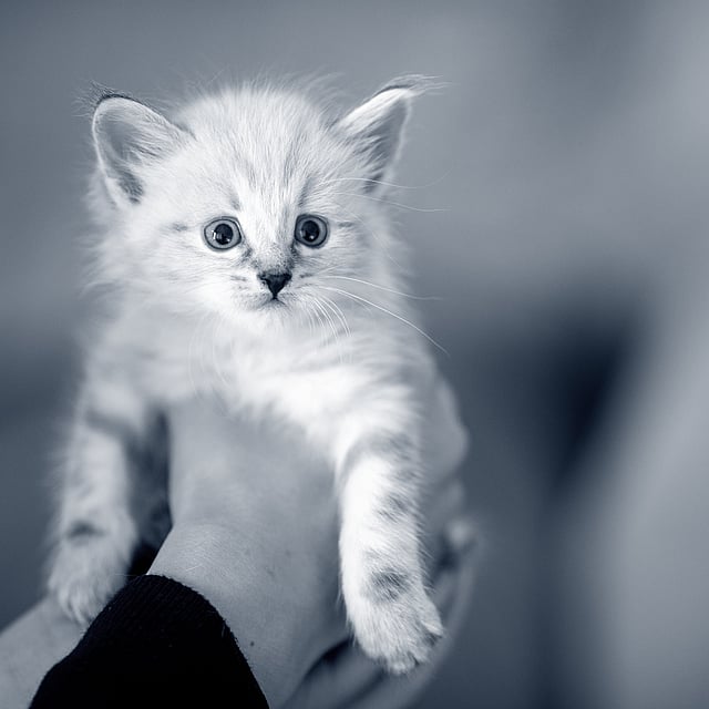 A person holding a kitten.