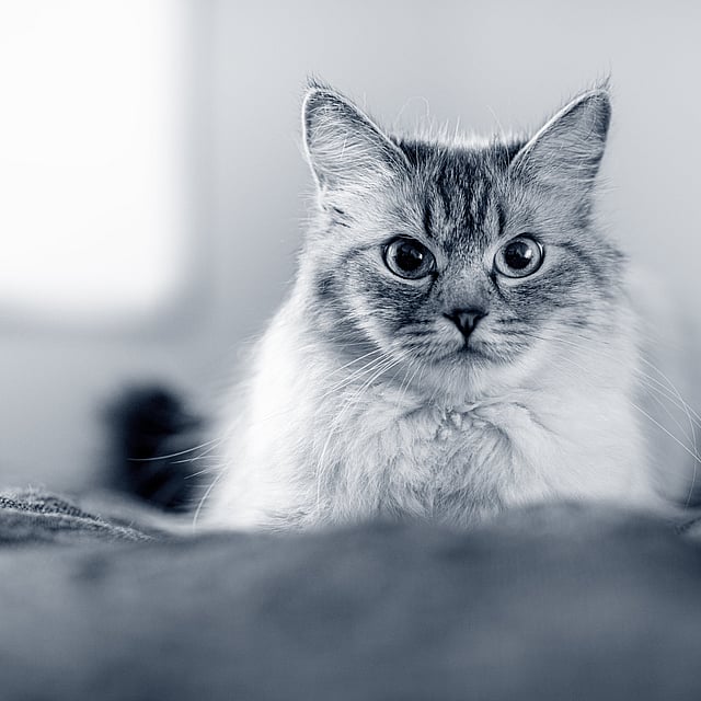 Eine Katze, die in die Kamera schaut.