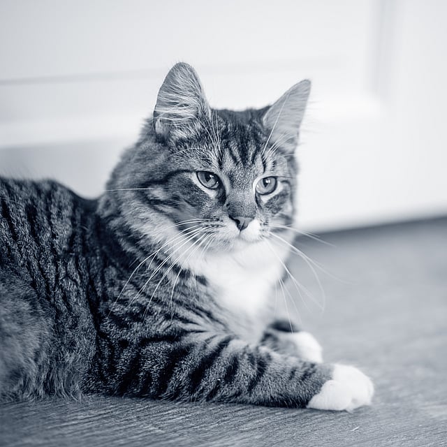 Eine Katze, die auf dem Boden sitzt.