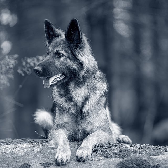 Ein Hund, der auf einem Felsen liegt.