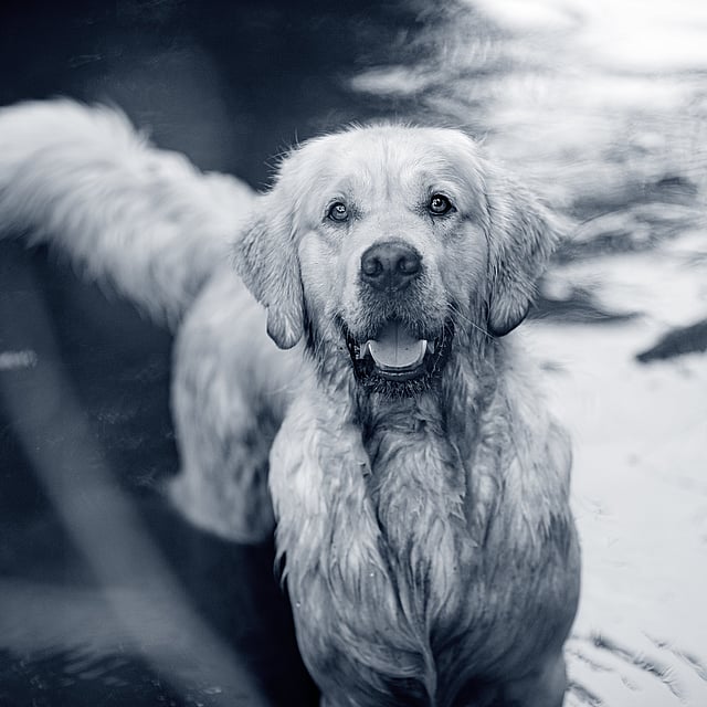 Ein Hund, der im Wasser steht.