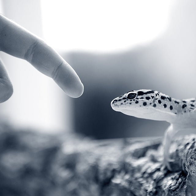 Ein Finger, der auf eine Eidechse zeigt.