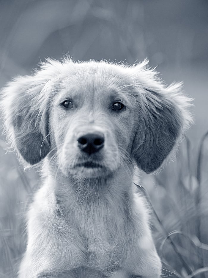 Nahaufnahme eines Golden Retriever Welpen.