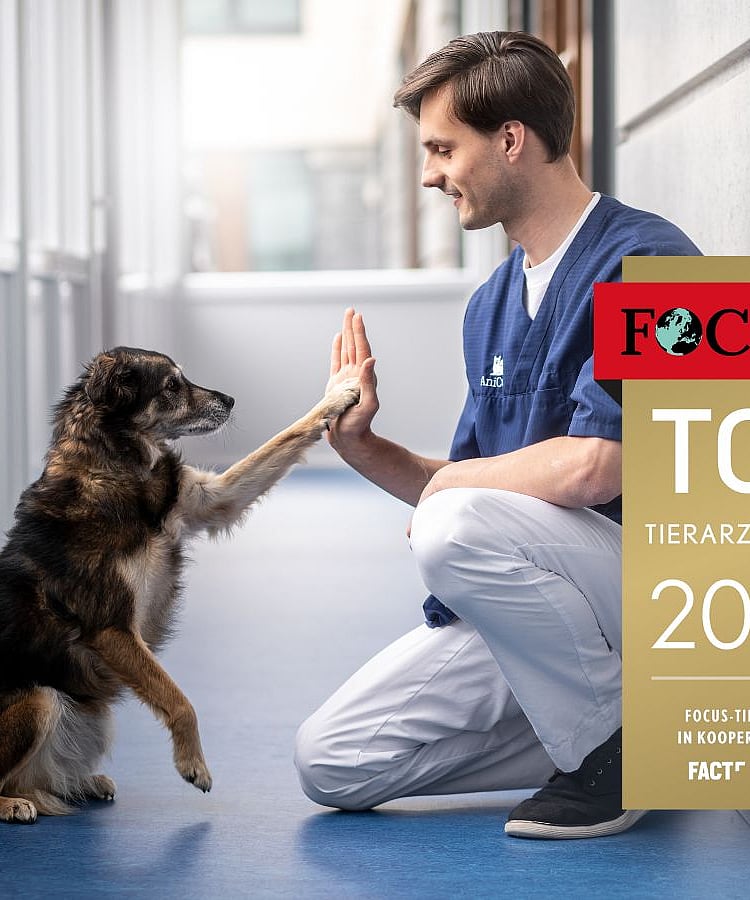 Eine Tierarzt ist in die Hocke gegangen. Er und ein Hund geben sich ein High-Five.